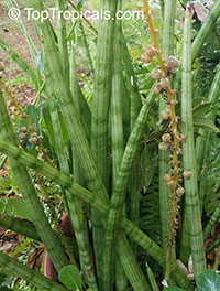 Sansevieria cylindrica, Sansevieria stuckyi, Snake Plant

Click to see full-size image