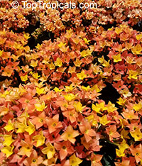 Kalanchoe blossfeldiana hybrids, Kalanchoe, Christmas Kalanchoe

Click to see full-size image
