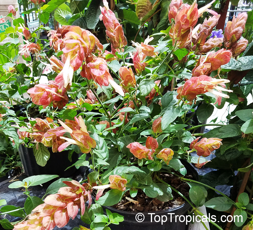 Justicia brandegeana, Beloperone guttata, Mexican Shrimp Plant, Shrimp Plant