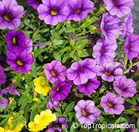 Calibrachoa sp., Million Bells, Trailing Petunia