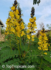 Cassia didymobotrya, Popcorn Cassia, Peanut Butter Senna

Click to see full-size image