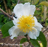 Oncoba spinosa, Fried Egg Tree, Snuff-box Tree

Click to see full-size image