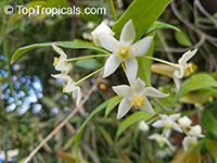 Hoya odorata, Wax plant