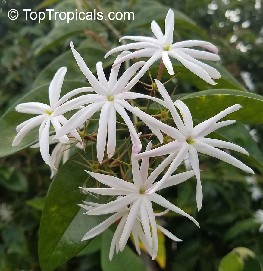 Jasminum nitidum (illicifolium) - Star Jasmine