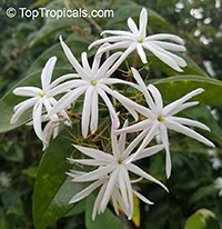 Jasminum nitidum (illicifolium) - Star Jasmine

Click to see full-size image