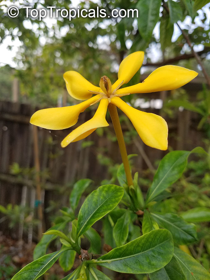 Gardenia sp. , Gardenia