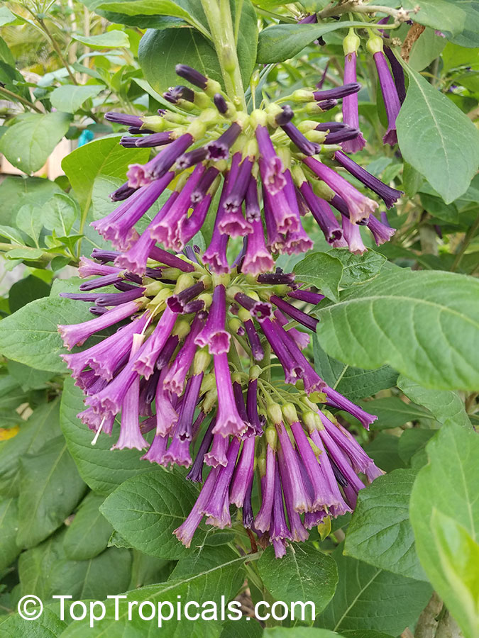 Iochroma warscewiczii, Purple bells