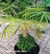 Coccothrinax crinita, Old Man Palm, Thatch Palm

Click to see full-size image