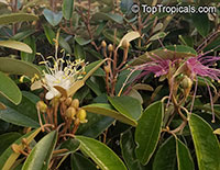 Capparis cynophallophora, Quadrella jamaicensis, Jamaica Caper Tree, Mustard Tree

Click to see full-size image