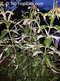 Aloysia virgata, Sweet Almond Bush, Incense Bush

Click to see full-size image