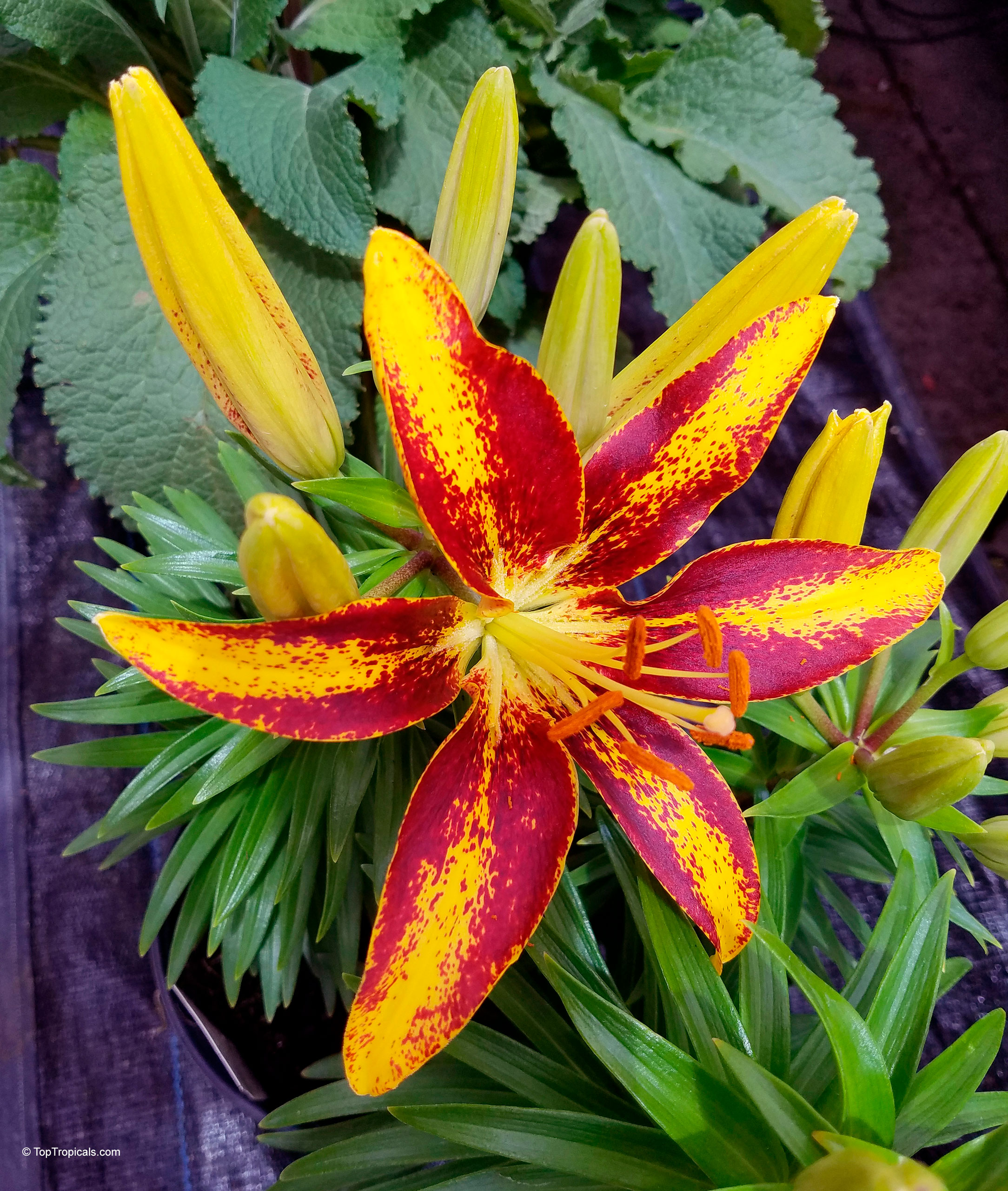 Lilium 'Tiny Sensation' Lilium sp. (Lily) with yellow and red petals in a close up flower shot