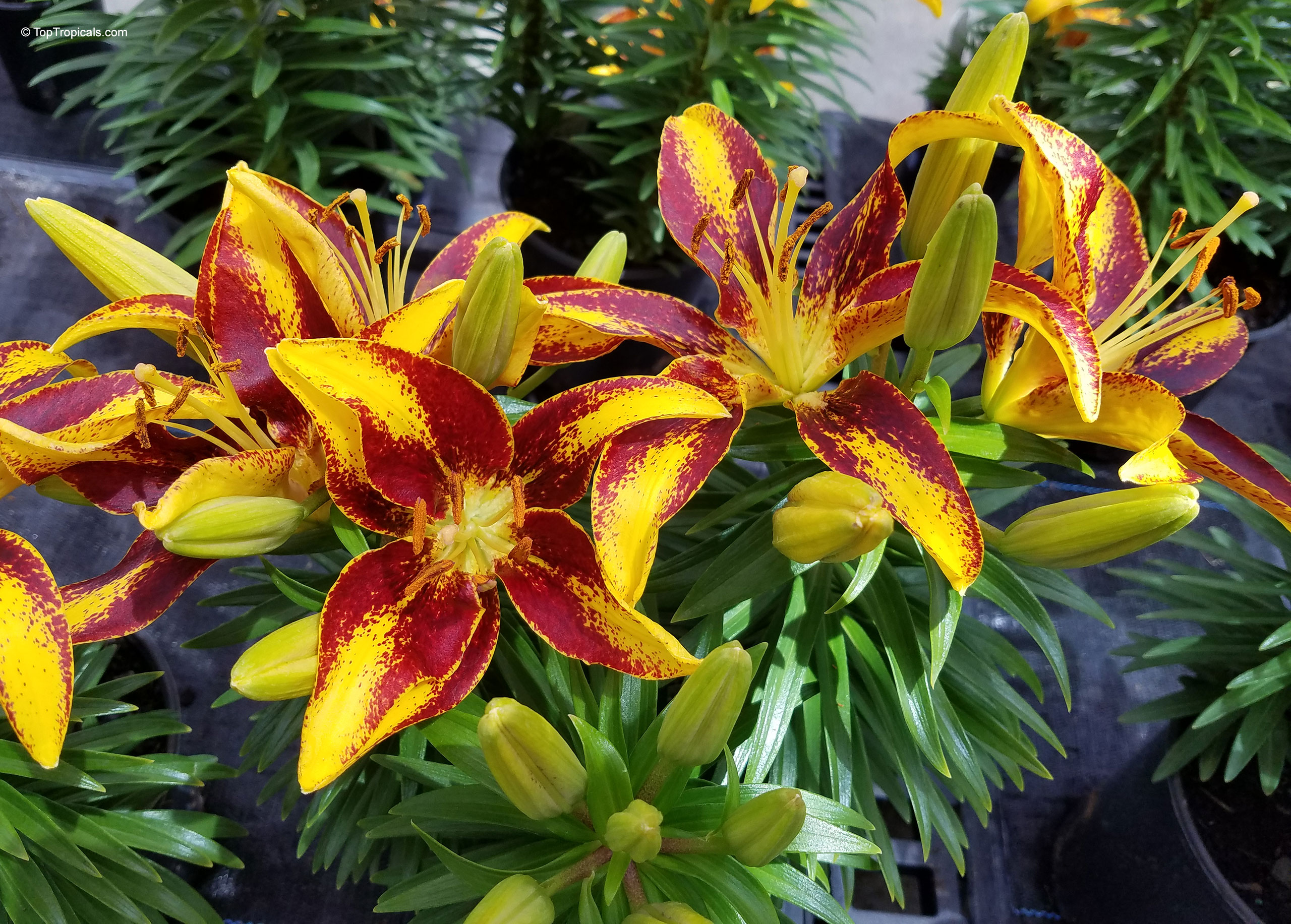 Lilium 'Tiny Sensation' Lilium sp. (Lily) with yellow and burgundy petals, close up of a spotted flower.