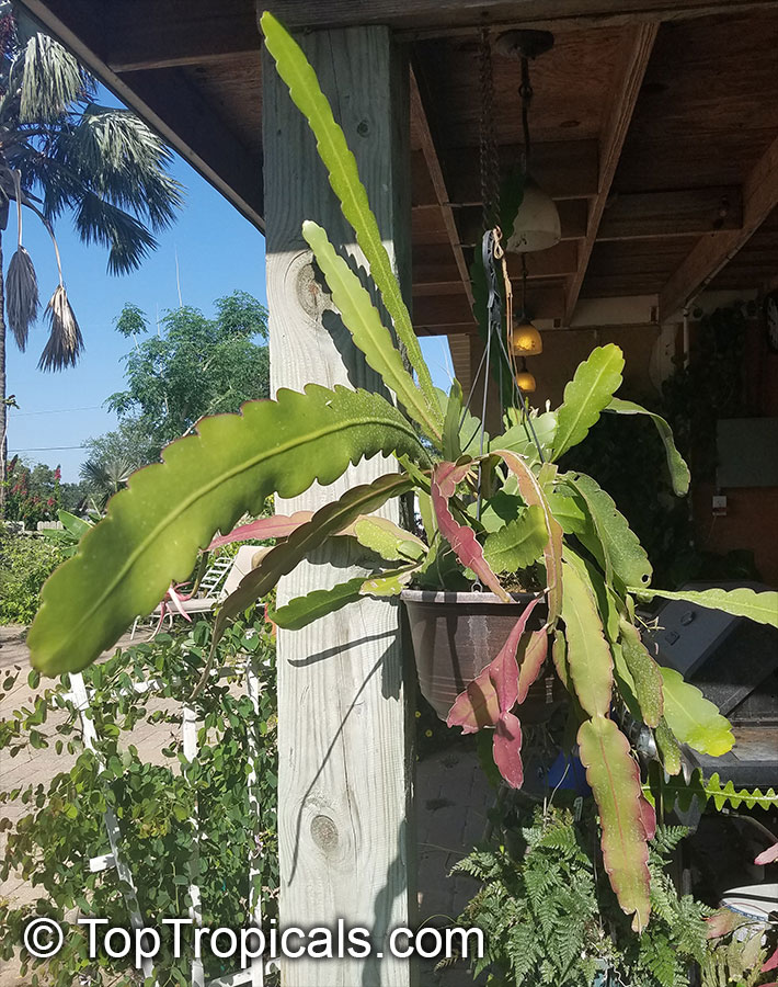 Epiphyllum hookeri, Epiphyllum strictum, Epiphyllum stenopetalum, Epiphyllum phyllanthus, Climbing Cactus, Hooker's Orchid Cactus