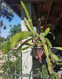 Epiphyllum hookeri, Epiphyllum strictum, Epiphyllum stenopetalum, Epiphyllum phyllanthus, Climbing Cactus, Hooker's Orchid Cactus

Click to see full-size image
