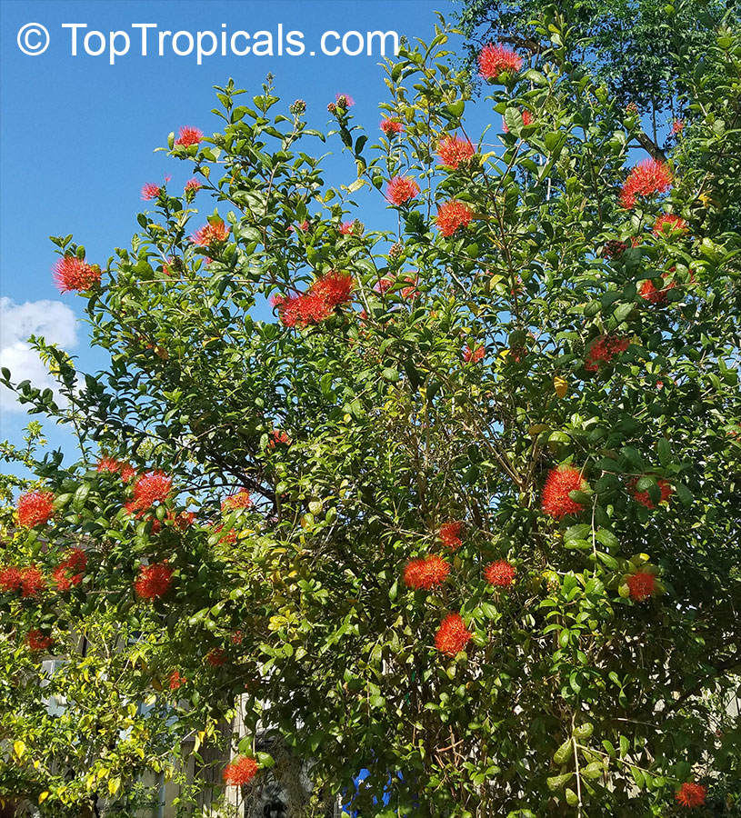 Combretum constrictum Thailand, Ball of Fire