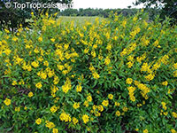 Galphimia gracillis, Galphimia gracilis, Galphimia glauca, Thriallis, Rain of Gold, Spray of Gold