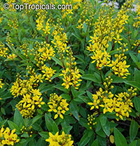 Galphimia gracillis, Galphimia gracilis, Galphimia glauca, Thriallis, Rain of Gold, Spray of Gold