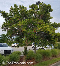 Elaeocarpus decipiens, Japanese Blueberry Tree

Click to see full-size image