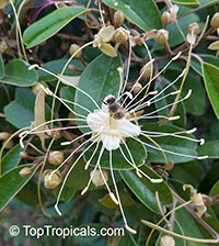 Capparis cynophallophora, Quadrella jamaicensis, Jamaica Caper Tree, Mustard Tree

Click to see full-size image
