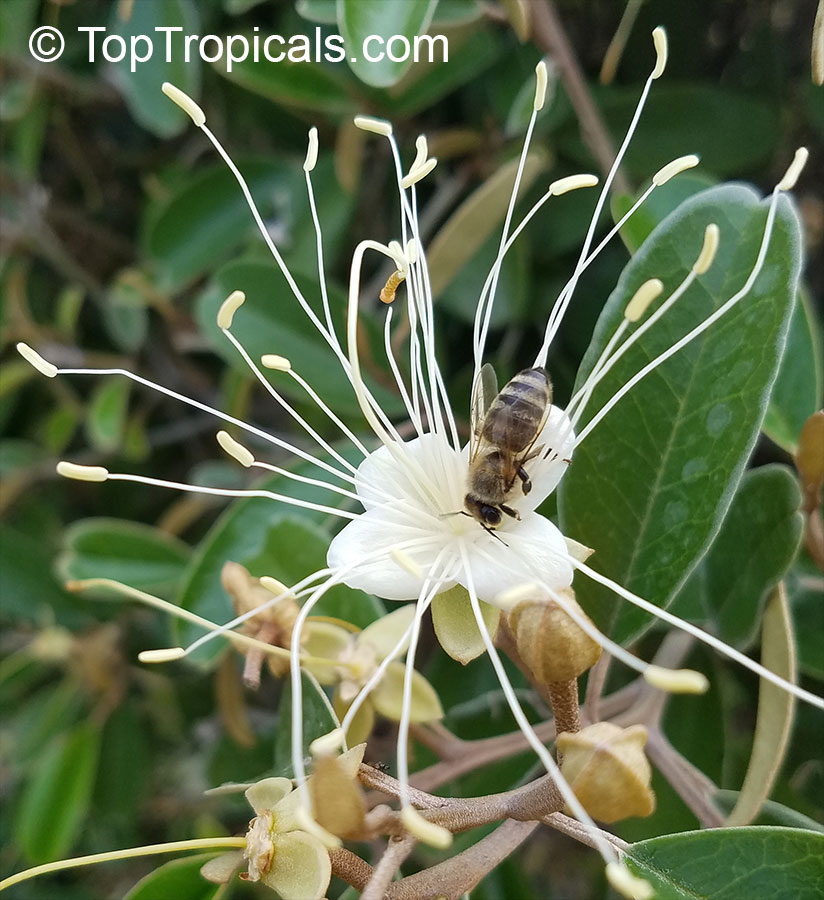 Capparis cynophallophora, Quadrella jamaicensis, Jamaica Caper Tree, Mustard Tree