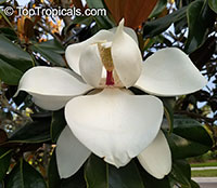 Magnolia grandiflora, Bull Bay, Southern Magnolia

Click to see full-size image