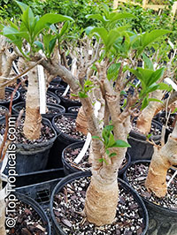 Adansonia digitata, Baobab, Cream of Tartar tree, Monkey-bread tree, Lemonade tree, Upside-down Tree

Click to see full-size image