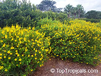 Galphimia gracillis, Galphimia gracilis, Galphimia glauca, Thriallis, Rain of Gold, Spray of Gold