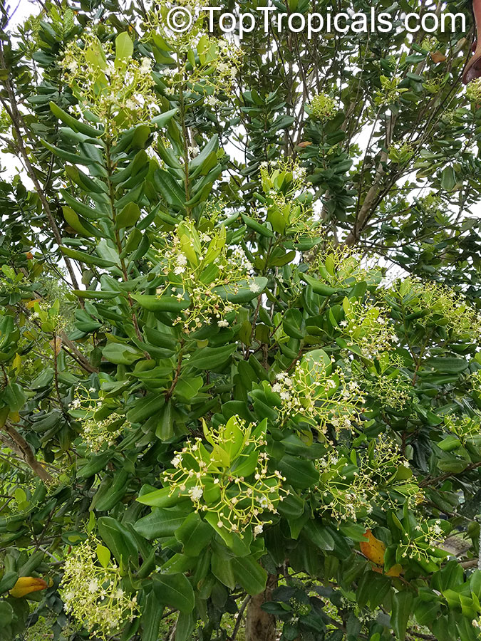 Pimenta racemosa, Caryophyllus racemosus, Bay Rum Tree
