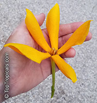 Gardenia sootepensis, Golden Gardenia

Click to see full-size image