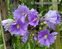 Solanum wendlandii, Potato Vine, Giant Potato Creeper, Costa Rica Nightshade, Paradise Vine 

Click to see full-size image