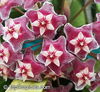 Hoya pubicalyx, Harlequin Wax Plant

Click to see full-size image