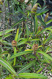 Barleria lupulina, Hophead Philippine Violet

Click to see full-size image