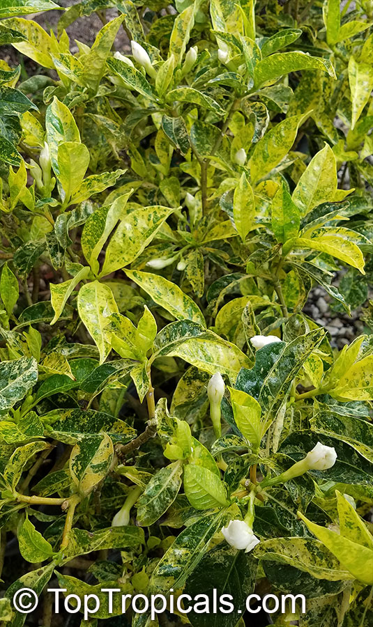 Tabernaemontana sp. variegata, Variegated Tabernaemontana