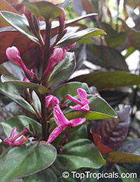 Pseuderanthemum carruthersii var. atropurpureum, Pseuderanthemum atropurpureum, Purple False Eranthemum

Click to see full-size image