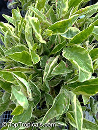 pedilanthus tithymaloides zigzag plant