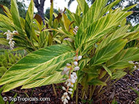 Alpinia zerumbet 'Variegata', Variegated ginger

Click to see full-size image