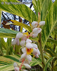 Alpinia zerumbet variegated - Variegated ginger

Click to see full-size image