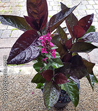 Pseuderanthemum carruthersii var. atropurpureum, Pseuderanthemum atropurpureum, Purple False Eranthemum

Click to see full-size image