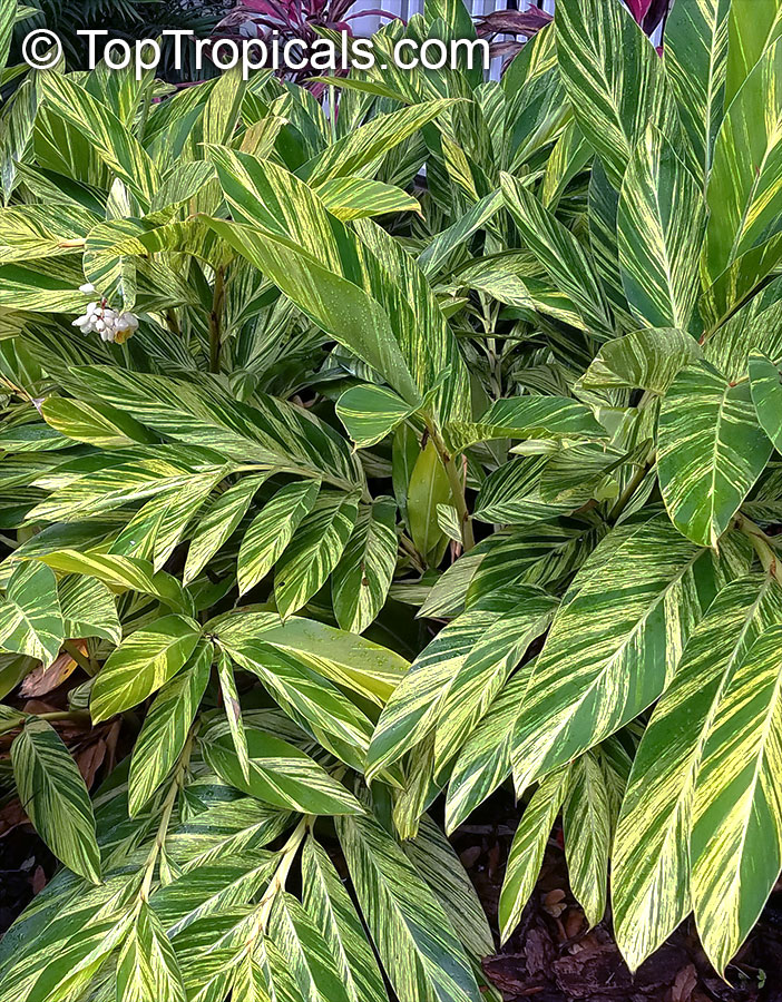 Alpinia zerumbet 'Variegata', Variegated ginger