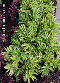 Alpinia zerumbet 'Variegata', Variegated ginger

Click to see full-size image