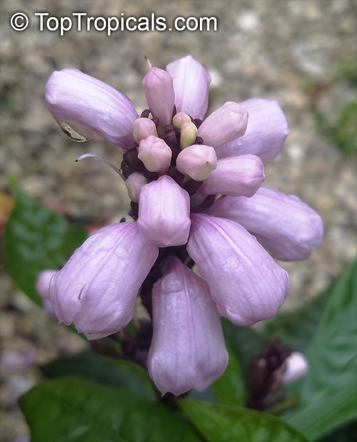 Phlogacanthus turgidus, Lavender Bells