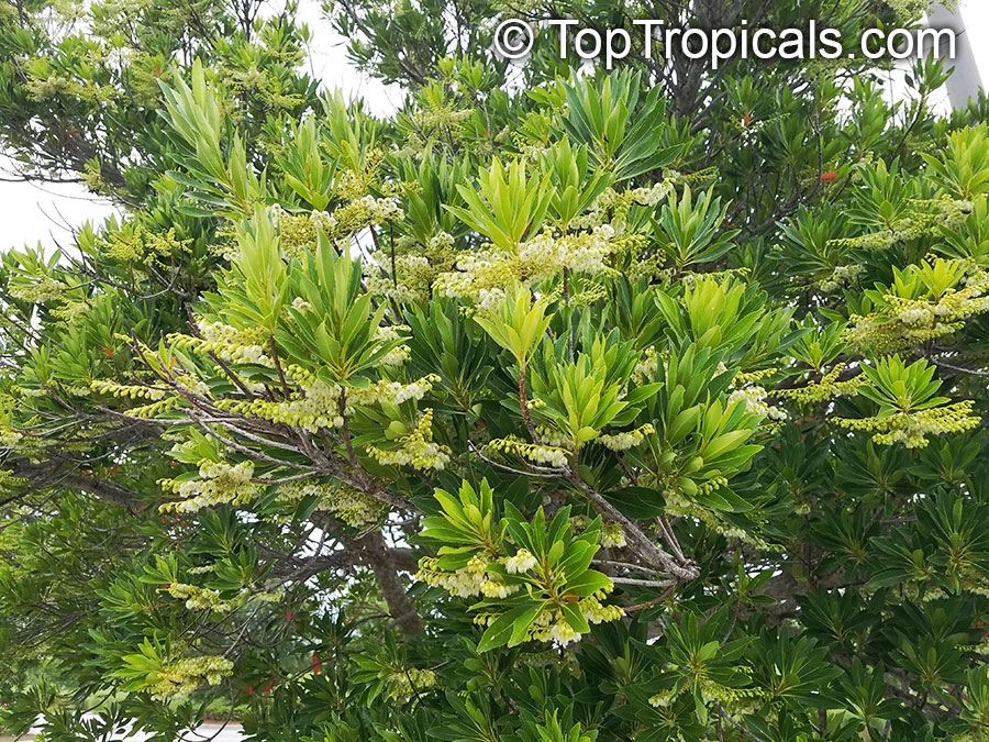 Elaeocarpus decipiens, Japanese Blueberry Tree