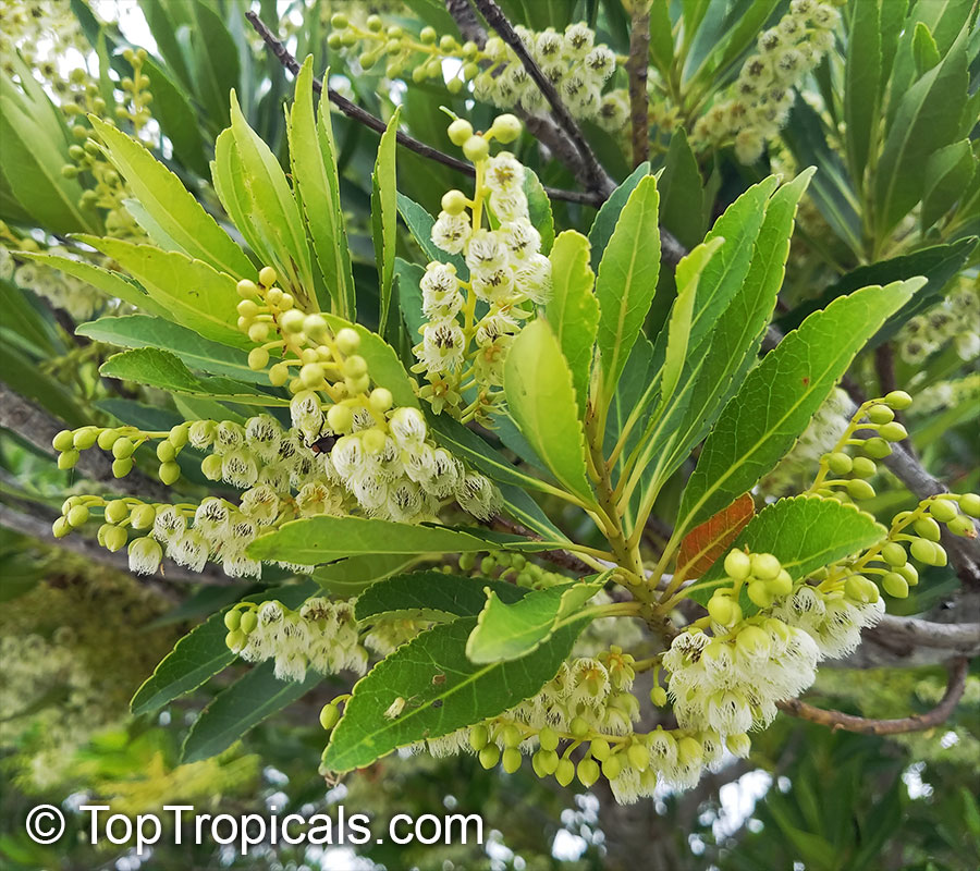 Rare Plants Fragrant Flowers Exotic Fruit