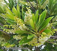 Elaeocarpus decipiens, Japanese Blueberry Tree

Click to see full-size image