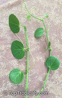Cissus rotundifolia, Arabian Wax Leaf, Peruvian Grape Ivy, Venezuelan Treebine, Succulent Grape

Click to see full-size image