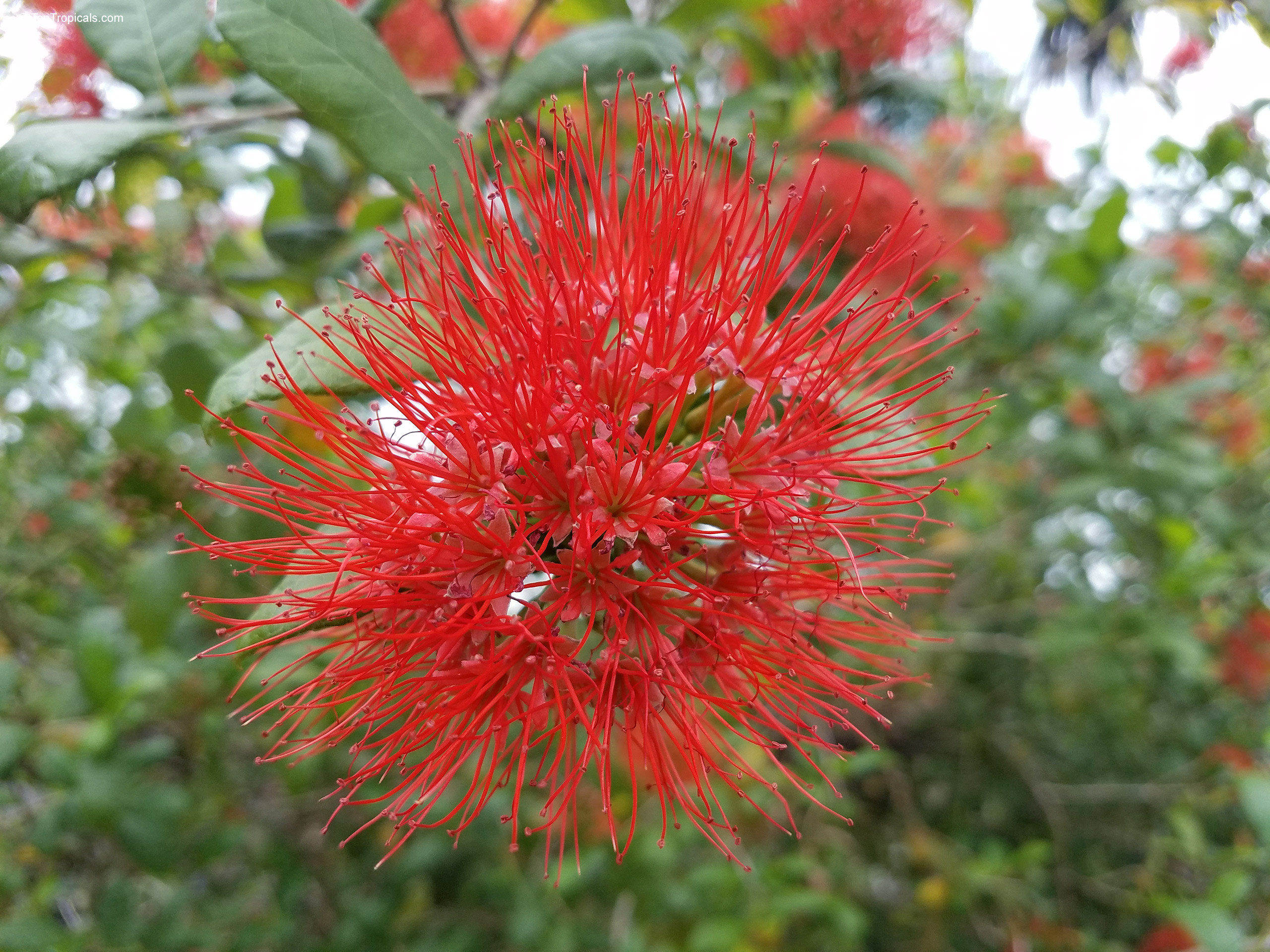 Combretum constrictum (Thailand Powderpuff) red flower with numerous thin stamens reaching out from the center Combretum constrictum (Thailand Powderpuff) red flower close up with many thin stamens radiating outward