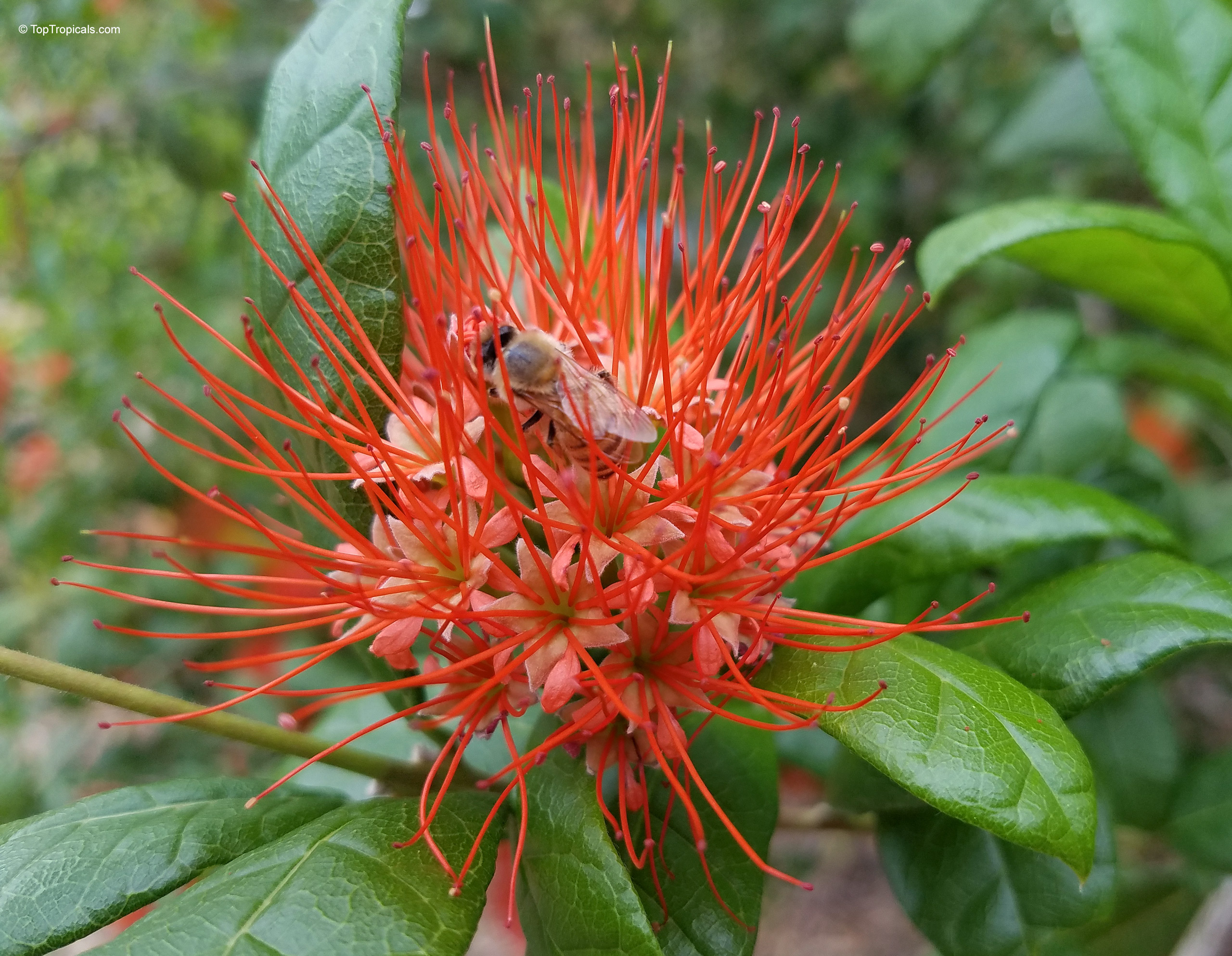 Combretum constrictum (Thailand Powderpuff) orange flower with a bee landing on thin, pointed petals. Combretum constrictum (Thailand Powderpuff) orange flower close up with a pollinating bee at center