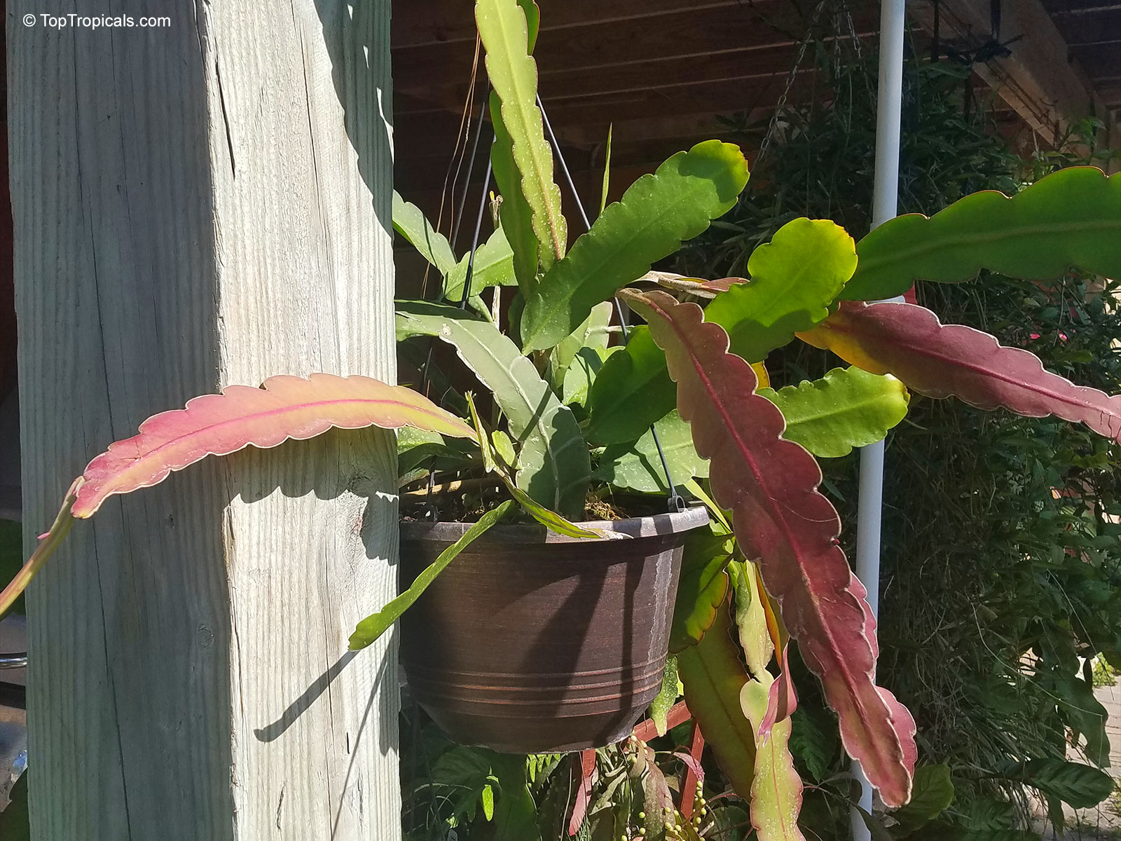 Epiphyllum hookeri, Epiphyllum strictum, Epiphyllum stenopetalum, Epiphyllum phyllanthus, Climbing Cactus, Hooker's Orchid Cactus Epiphyllum hookeri, Epiphyllum strictum, Epiphyllum stenopetalum, Epiphyllum phyllanthus, Climbing Cactus, Hooker's Orchid Cactus