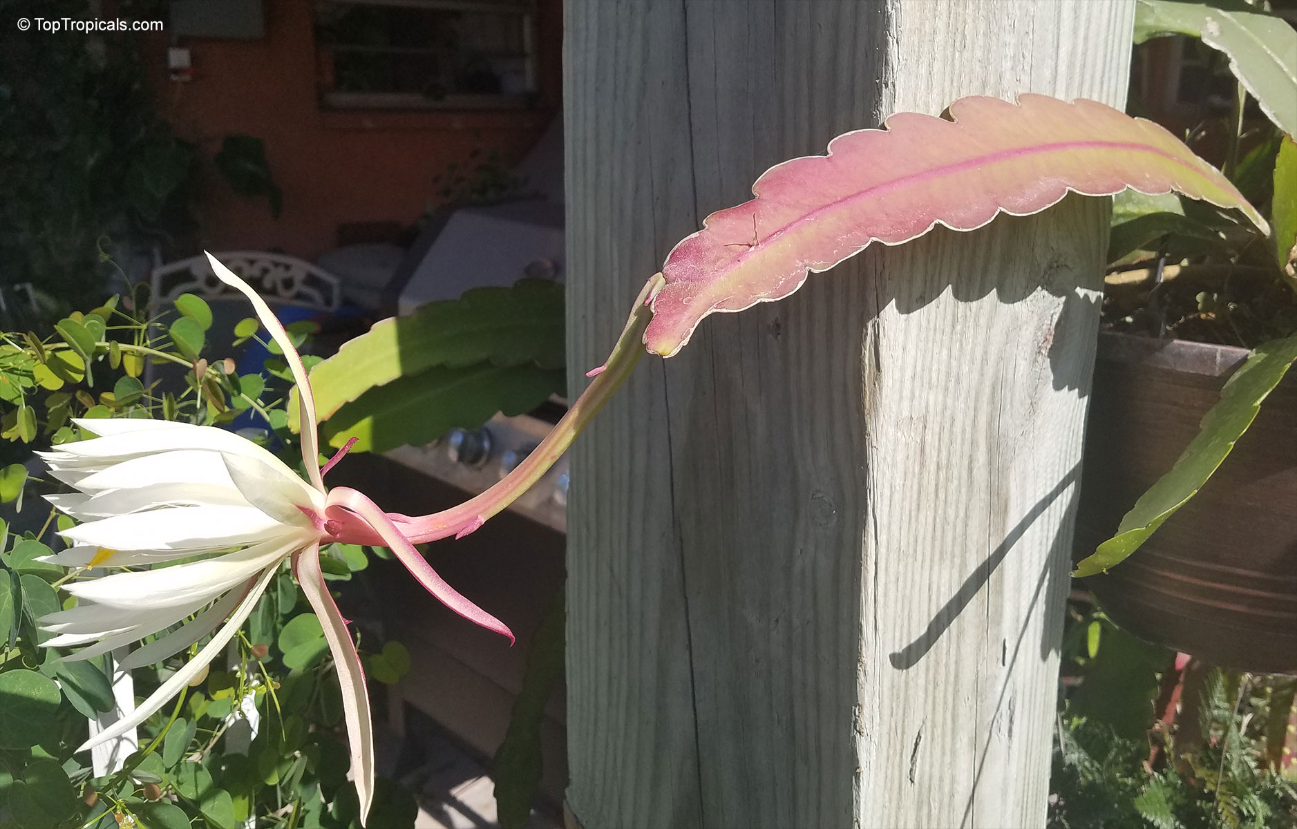 Epiphyllum hookeri, Epiphyllum strictum, Epiphyllum stenopetalum, Epiphyllum phyllanthus, Climbing Cactus, Hooker's Orchid Cactus Epiphyllum hookeri, Epiphyllum strictum, Epiphyllum stenopetalum, Epiphyllum phyllanthus, Climbing Cactus, Hooker's Orchid Cactus