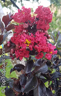 Lagerstroemia indica, Crape Myrtle, Crepe Myrtle

Click to see full-size image